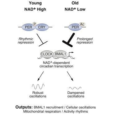 The newest findings on NAD+, the Circadian Rhythm, and Anti-aging