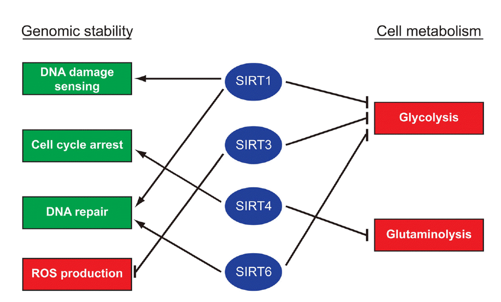 Genea longevității (SIRT1), NAD+ și metabolismul celular: ce ar trebui să știți