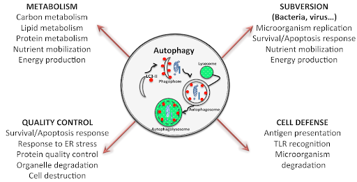 Autophagy for Longevity and Long-Term Health
