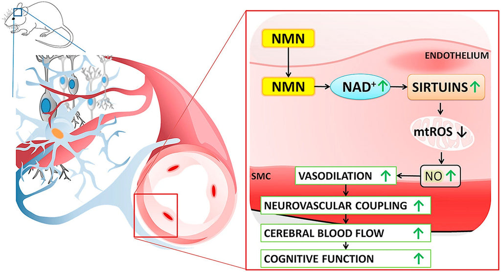 Supplémentation en NAD et santé cognitive - Prévention et restauration