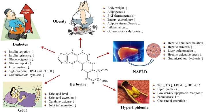 Comment la berbérine combat le stress oxydatif, l'inflammation et le diabète