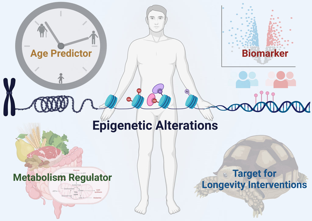 Epigenetisk åldersacceleration och dess koppling till hälsosam livslängd hos äldre kvinnor