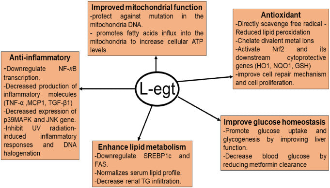 Ergothionein: Slibný biomarker spojující zdravé stravovací vzorce se sníženým rizikem kardiometabolických onemocnění a úmrtností