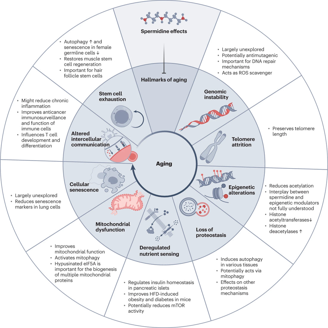 Spermidine-Induced Autophagy: Unlocking the Secrets to Geroprotection
