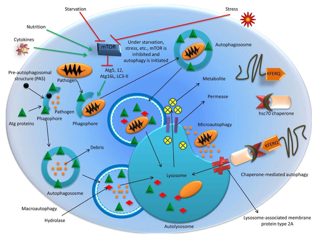 Unleash the Power of Autophagy for Longevity and Long-Term Health