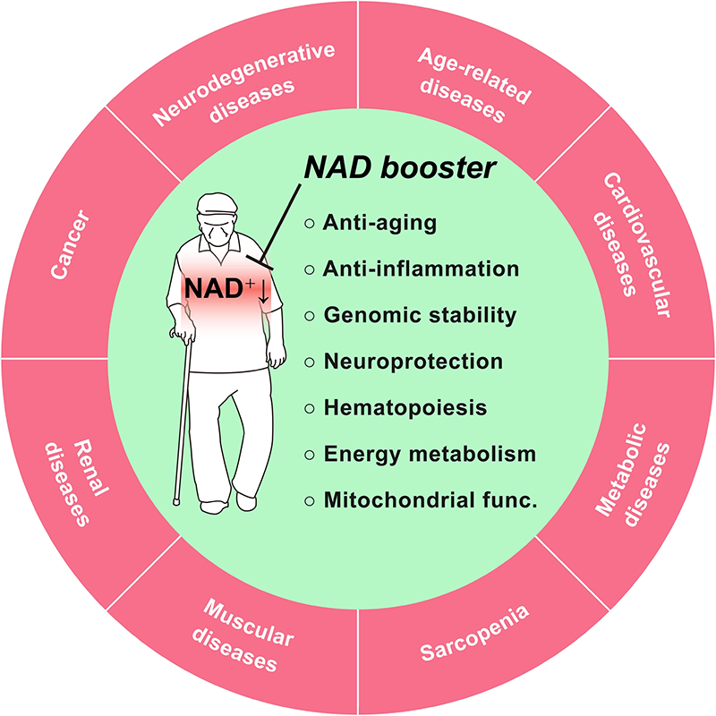 Desbloqueando o potencial do NMN: a chave para o NAD+