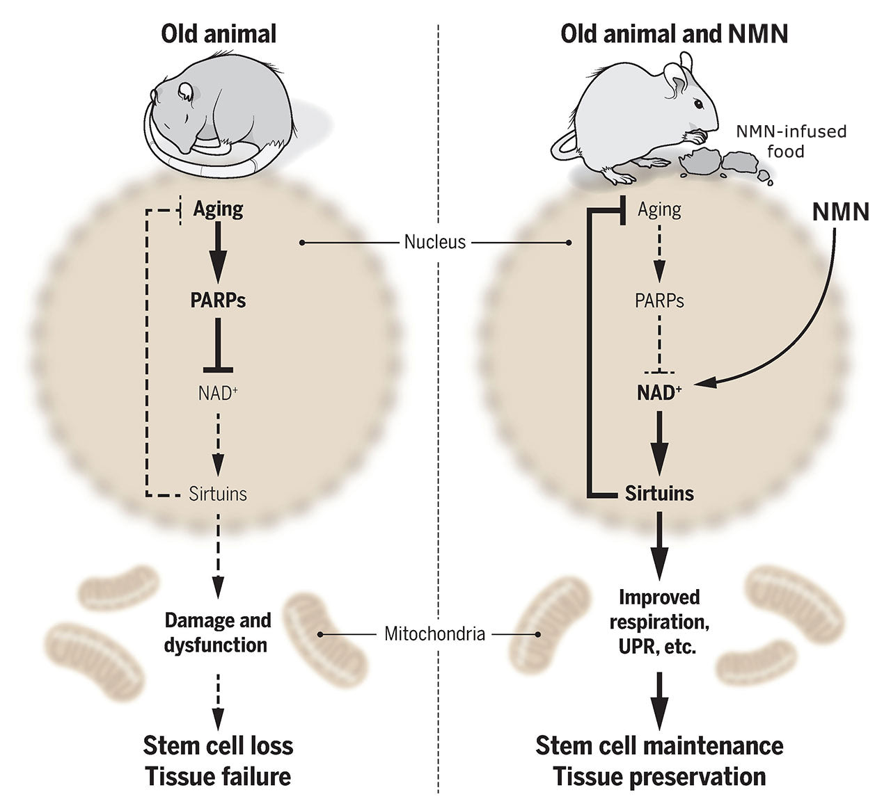 Nutriop Longevity® Pure-NMN Nicotinamide Mononucleotide Extreme Potency 500mg Capsules (x30) - 15 Grams